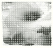 Motherhood as Demonstrated With a Supermarket Flower